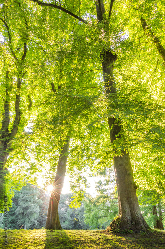 green forest treetop with sunrays horizontal