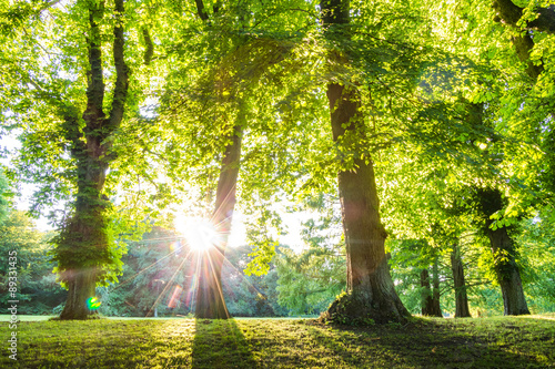 green forest treetop with sunrays vertical