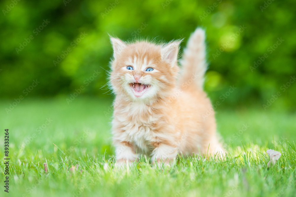 Little red kitten meowing outdoors in summer