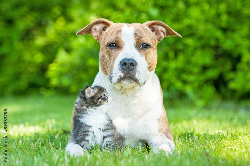 American staffordshire terrier dog with little kitten