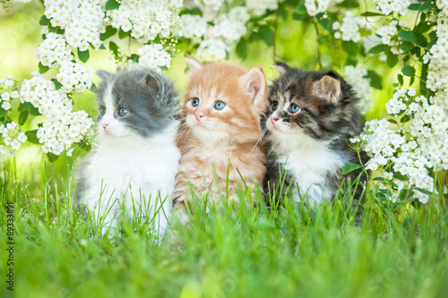 Three little kittens looking to the right