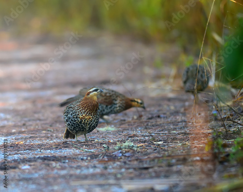 Mountain Bamboo Partridge (male) photo