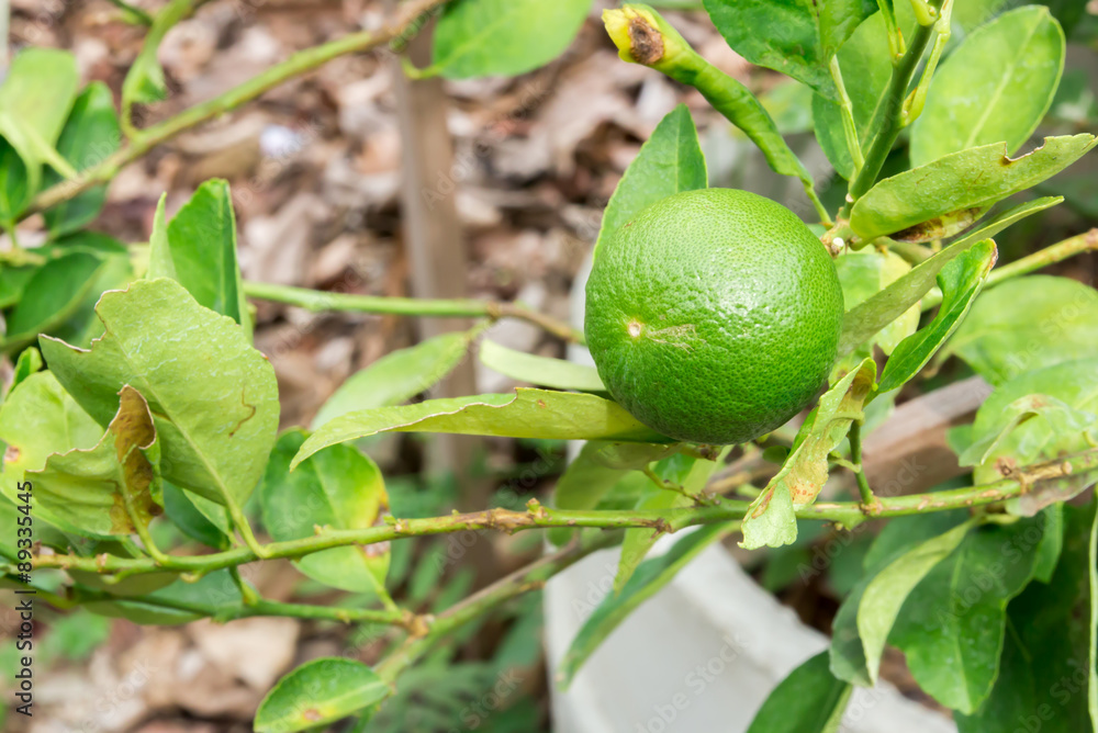 lime on branch