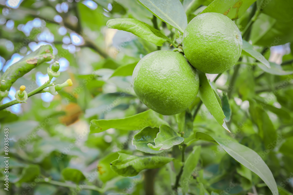 lime on branch