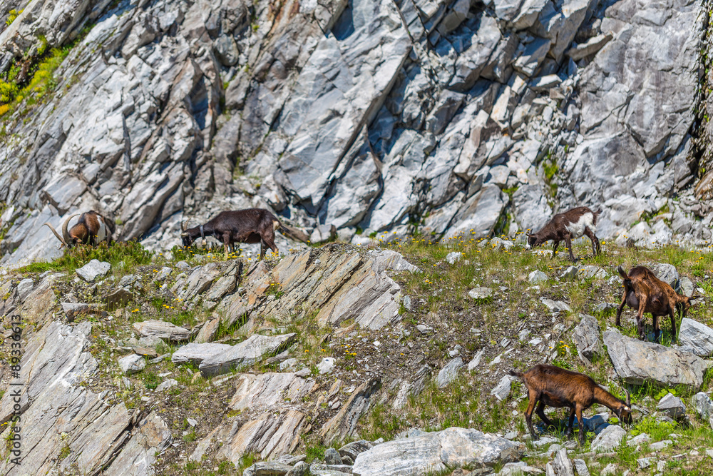 Herd of goats Herd of goats