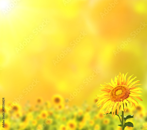 Bright sunflowers on yellow background