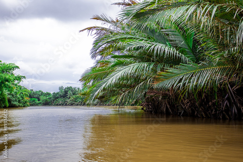 Palm trees and palm fronds along the canal 