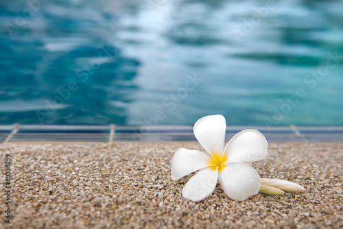 Plumeria Flower