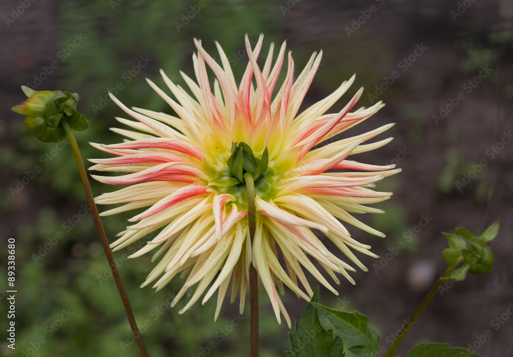 Георгин кактусовый Stock Photo | Adobe Stock