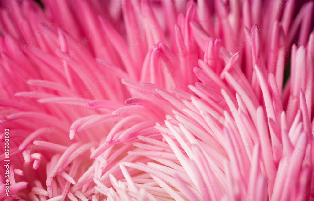 Abstract Flower background. Macro photography Abstract Flower background. Macro photography