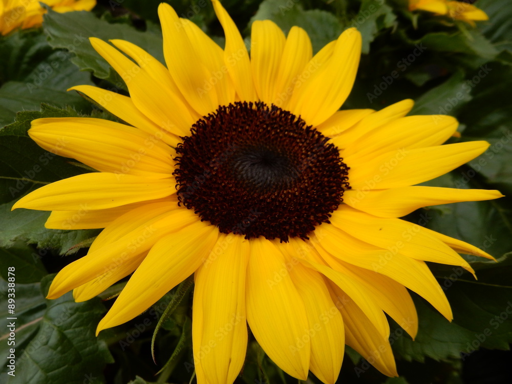 Obraz premium Sonnenblume
