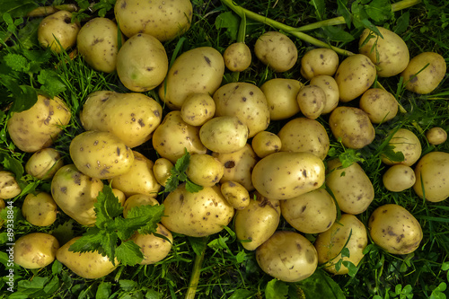 Молодой картофель