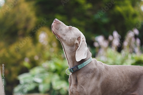 Fototapeta Naklejka Na Ścianę i Meble -  The dog sniffs the air