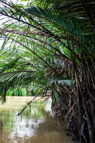 Palm trees and palm fronds along the canal 
