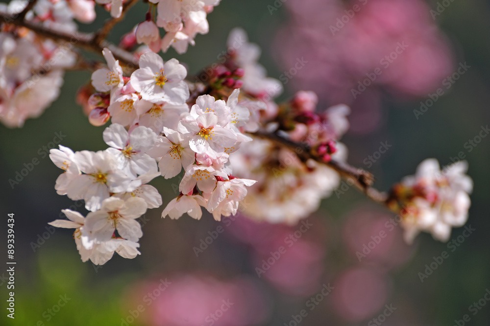 Obraz premium 桜の花