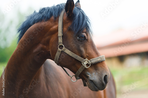 Portrait of horse © castenoid