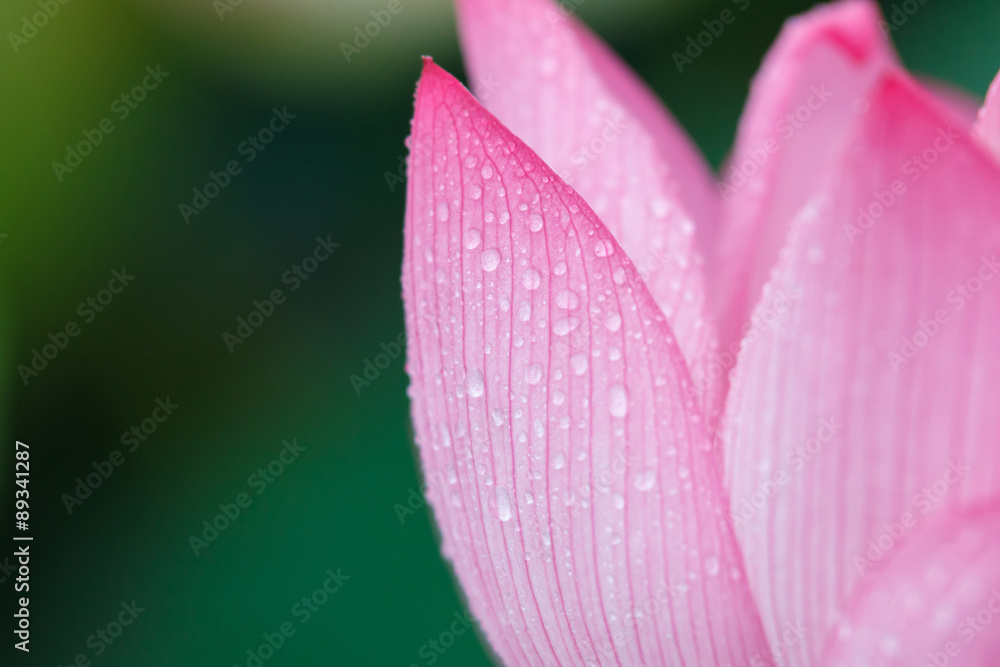 蓮の花 蓮の花