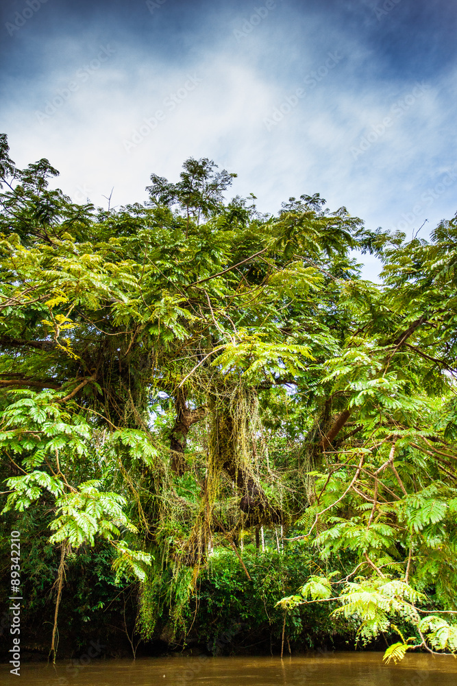 River in tropical rain forest River in tropical rain forest