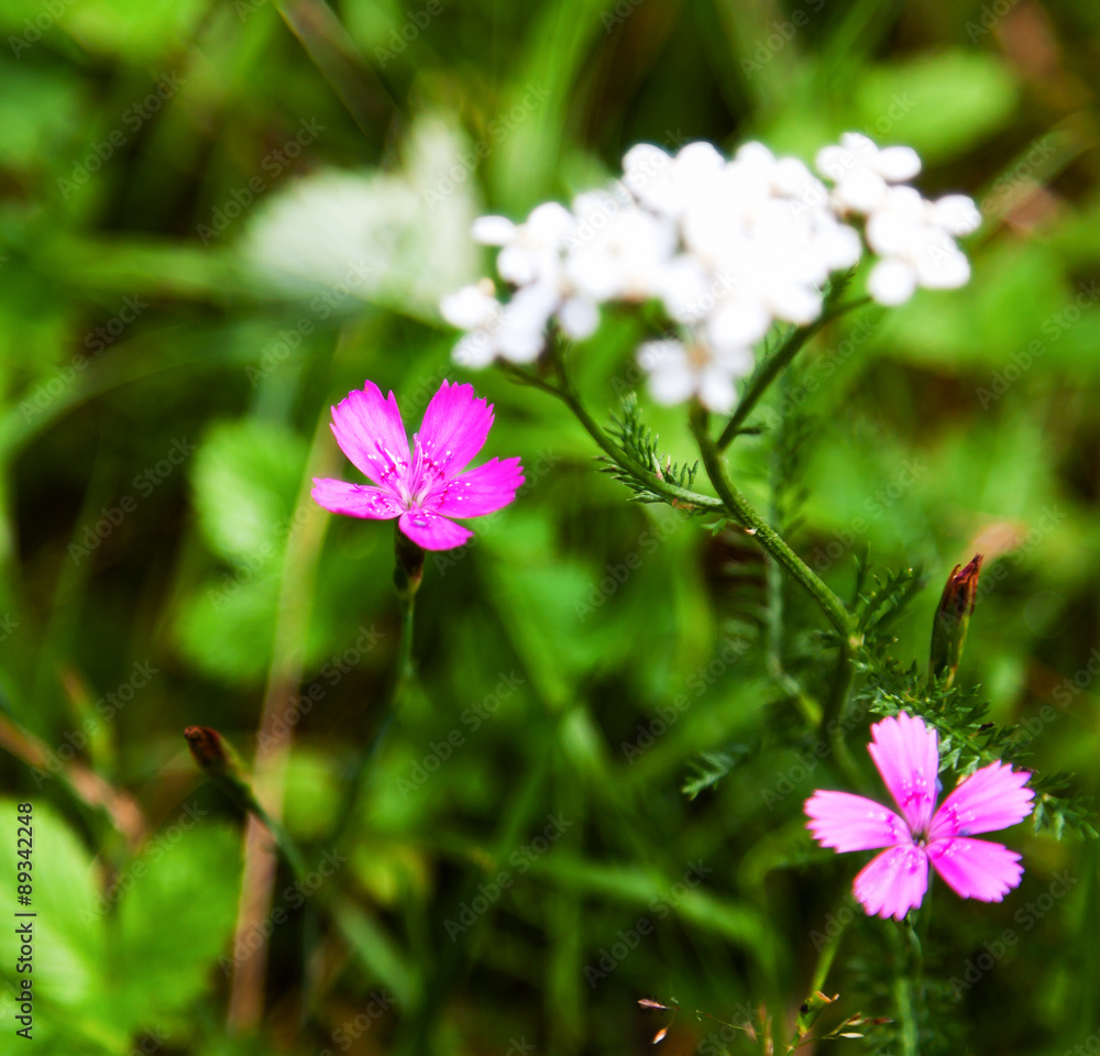 Purple small wild flowers in the woods Purple small wild flowers in the woods