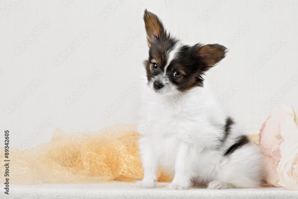 Papillon,  ButterflyDog, SquirrelDog in front of a white background
