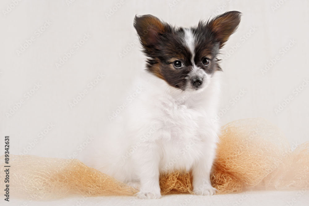 Papillon, ButterflyDog, SquirrelDog in front of a white background Papillon, ButterflyDog, SquirrelDog in front of a white background