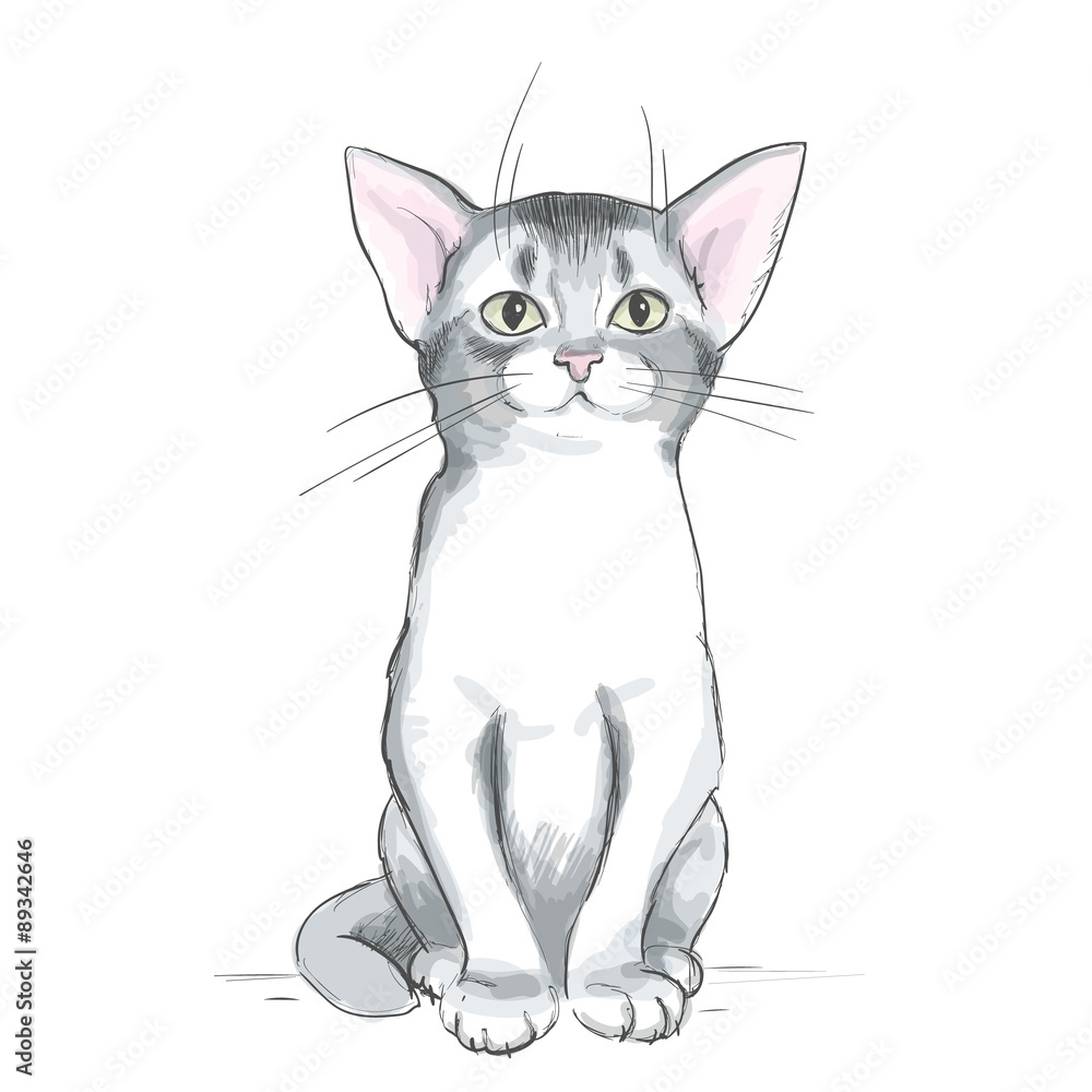 Obraz premium A cat. Vector illustration 