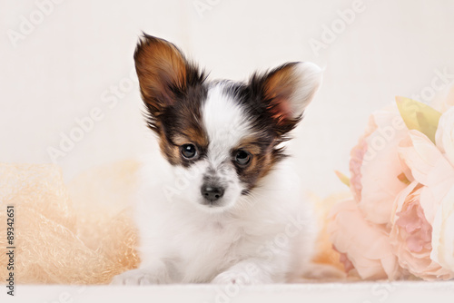 Papillon,  ButterflyDog, SquirrelDog in front of a white background © brusnikaphoto
