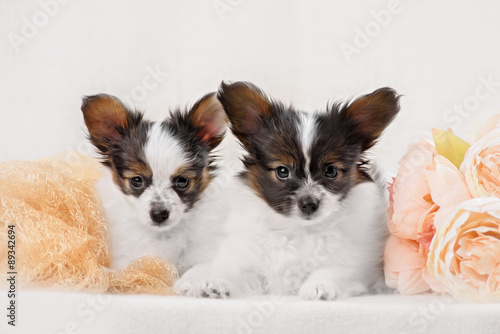 Papillon, ButterflyDog, SquirrelDog in front of a white background
