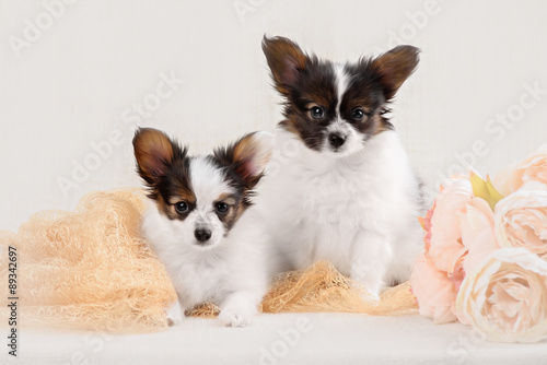Papillon, ButterflyDog, SquirrelDog in front of a white background