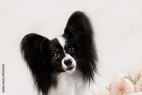 Papillon breed dog on a white background