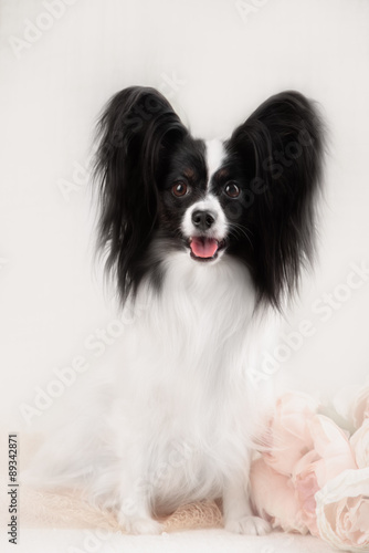 Papillon breed dog on a white background photo