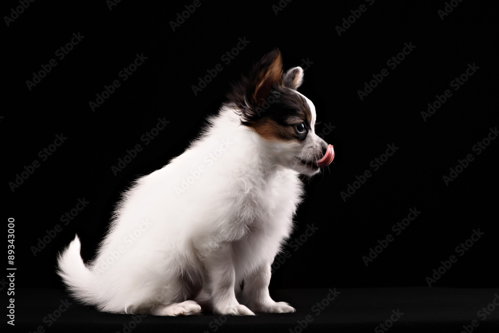 Portrait Papillon puppy age of four months on a black background Portrait Papillon puppy age of four months on a black background
