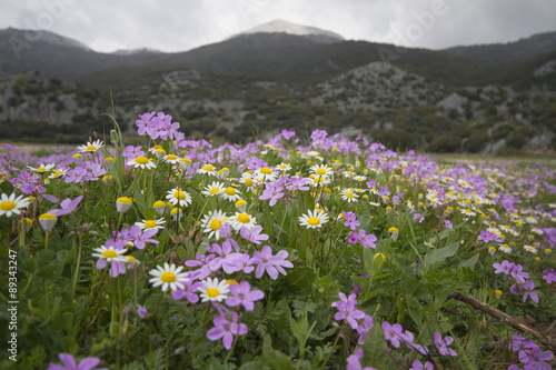 Flowers in a mountain meadow