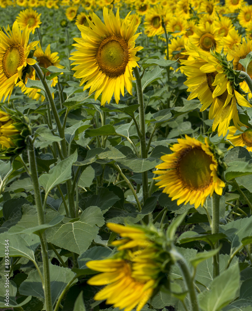 fragment of a plantation of sunflowers during blossoming fragment of a plantation of sunflowers during blossoming