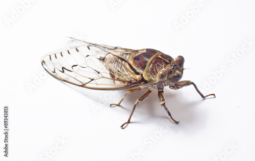 Large cicada closeup © Istimages