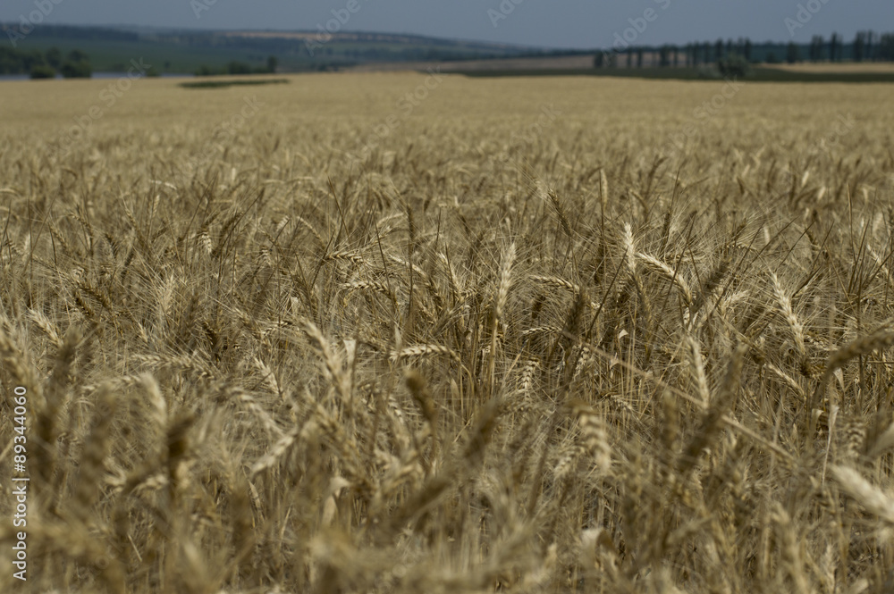 field of cereal cultures during maturing field of cereal cultures during maturing