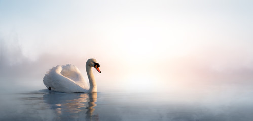 Acrylglasbilder Schwan Eleganter Schwan auf ruhigem See  © Konstiantyn
