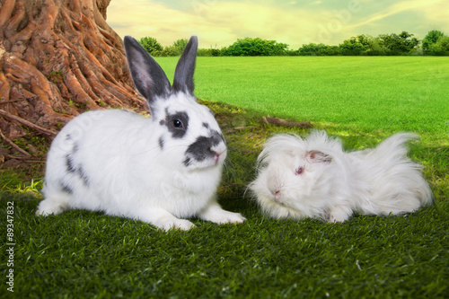 cute hare and a guinea pig eating grass under a tree on a summer