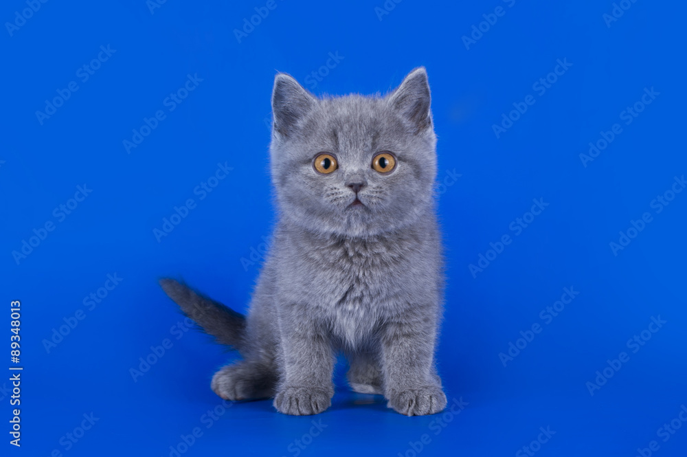 Obraz premium British kitten isolated on a colored background