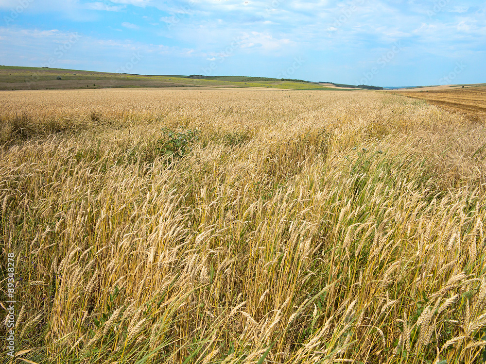 Endles yellow beautifull wheatfield in summer