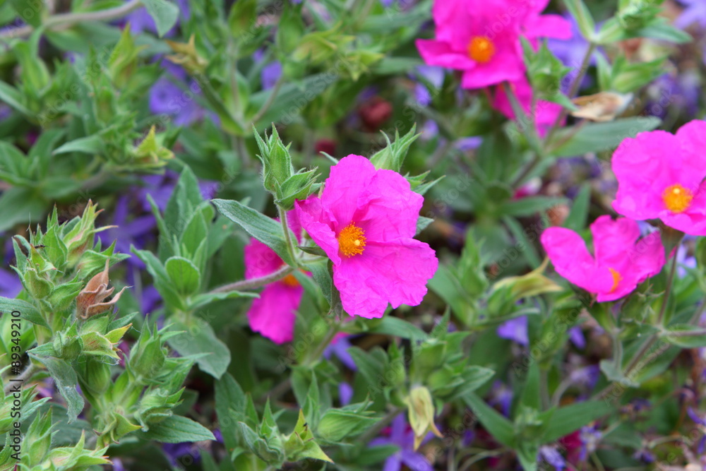 Fototapeta premium Pink cistus