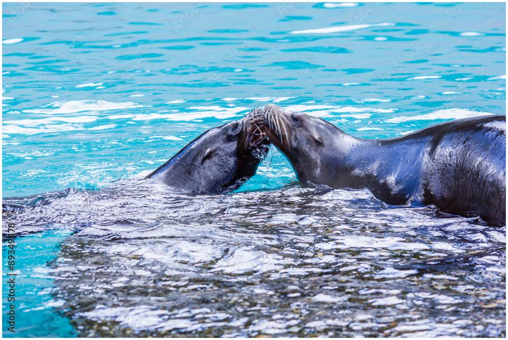 Fototapeta premium Seehund