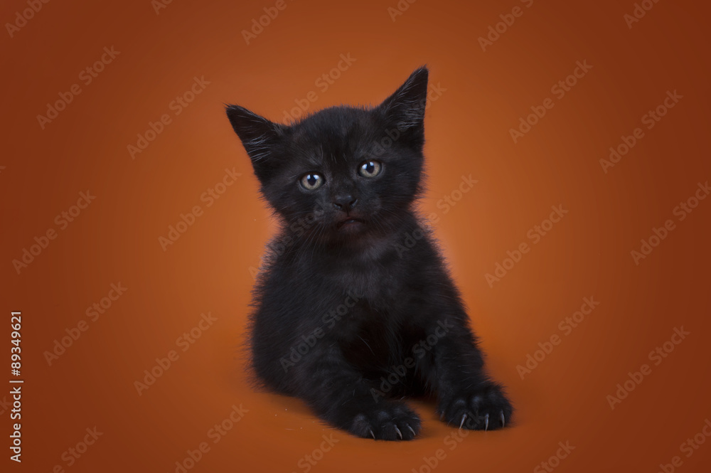 Fototapeta premium kitten isolated on a colored background
