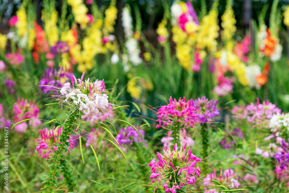 Obraz premium garden flower