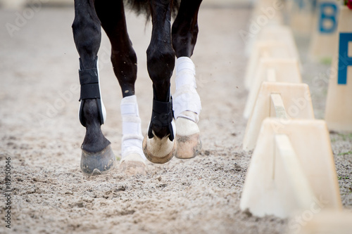 Closeup of horse hooves in gallop during a training with a white fence.