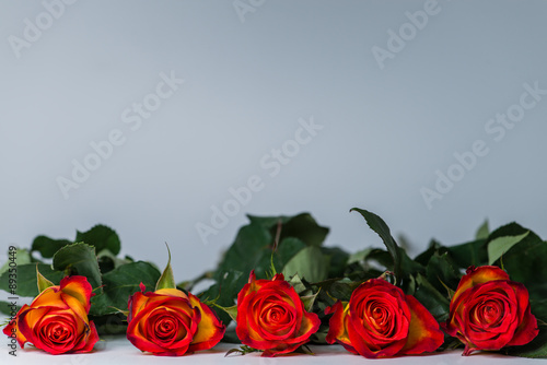 Row of beautiful orange roses on a gray background. Shallow dept