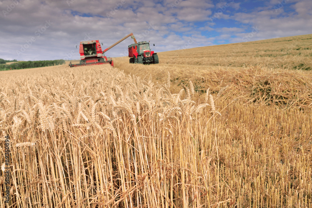 Obraz premium moisson