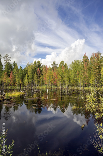 Beautiful landscape on the shore of lake forest.