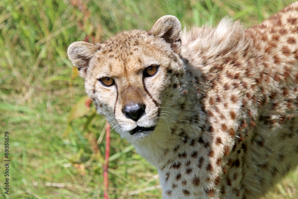Cheetah Cheetah