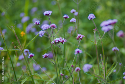 close up purple flowers